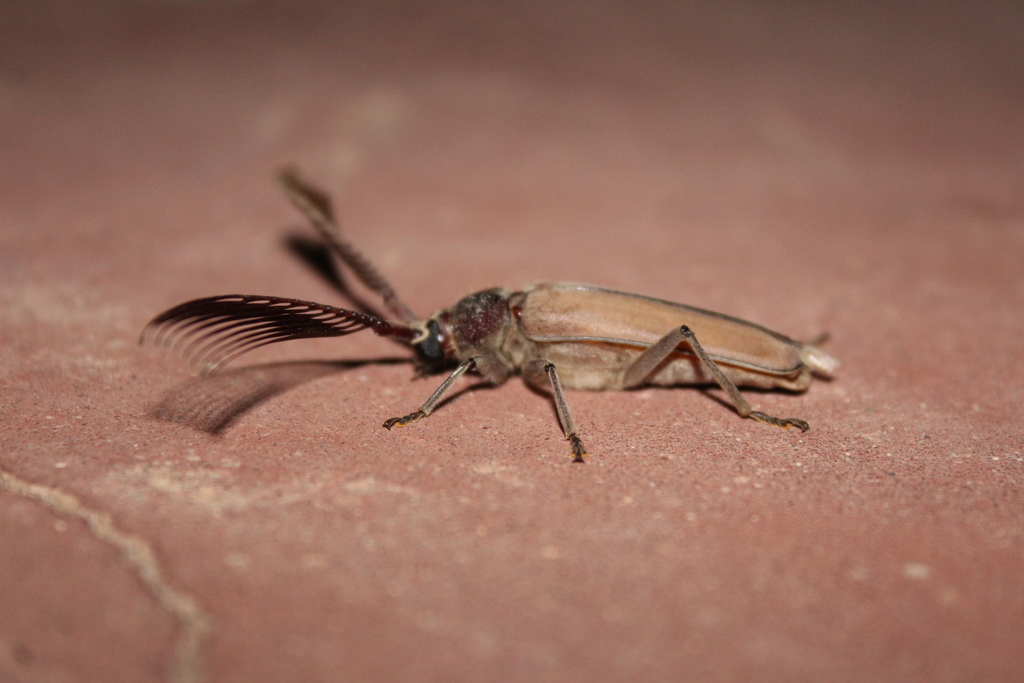 Psygmatocerus wagleri