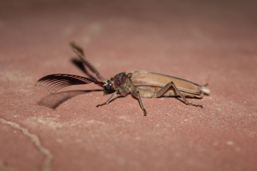 Psygmatocerus wagleri