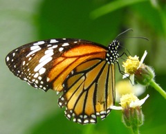 Danaus genutia