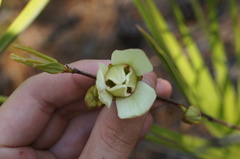Asimina reticulata