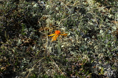 Tephroseris lindstroemii