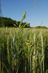 Bromus secalinus