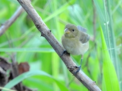 Sporophila nigricollis
