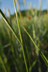 Bromus secalinus