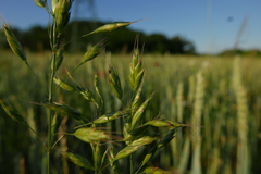 Bromus secalinus