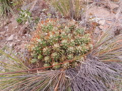 Austrocylindropuntieae