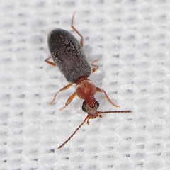 Notoxus murinipennis