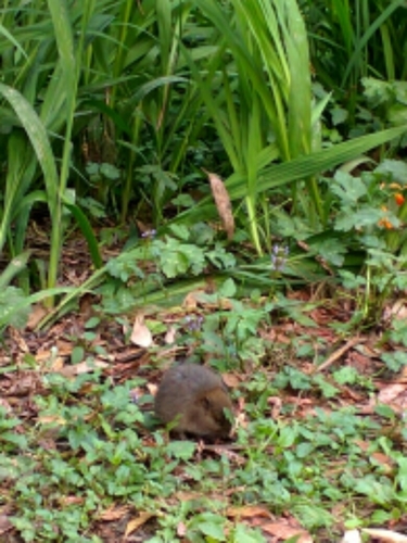Mastacomys fuscus