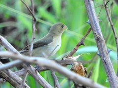 Sporophila nigricollis