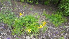 Hemerocallis middendorffii