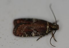 Agonopterix lythrella