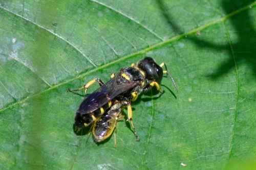 Ectemnius maculosus photo 5