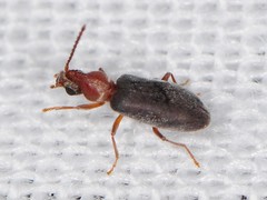 Notoxus murinipennis