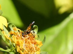 Euodynerus hidalgo viereckii