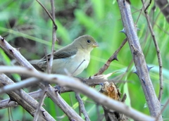 Sporophila nigricollis