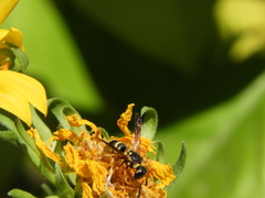 Euodynerus hidalgo viereckii