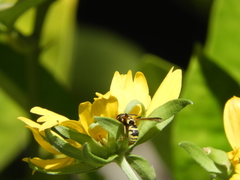 Euodynerus hidalgo viereckii
