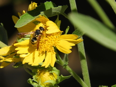 Euodynerus hidalgo viereckii
