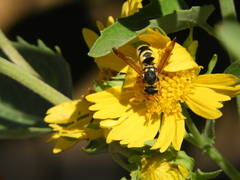 Euodynerus hidalgo viereckii