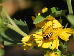 Euodynerus hidalgo viereckii