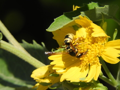 Euodynerus hidalgo viereckii