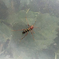 Neoclytus acuminatus