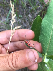 Tetraopes annulatus
