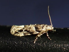 Coleotechnites atrupictella