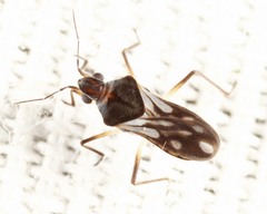 Microvelia albonotata