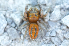 Phidippus pius