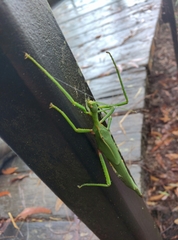 Podacanthus viridiroseus