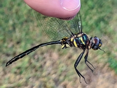 Somatochlora ozarkensis