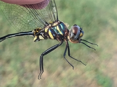 Somatochlora ozarkensis