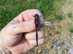 Somatochlora ozarkensis