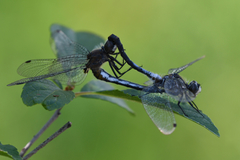 Leucorrhinia frigida