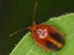 Prionocyphon limbatus