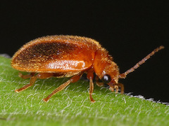 Prionocyphon limbatus