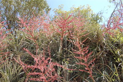 Puya spathacea