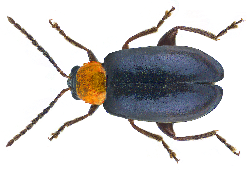Luperomorpha