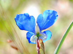 Commelina dianthifolia