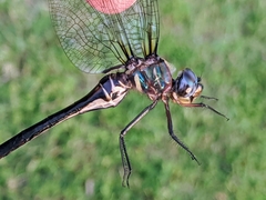 Somatochlora ozarkensis