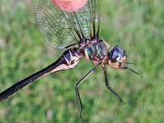 Somatochlora ozarkensis