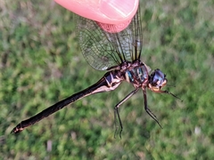 Somatochlora ozarkensis