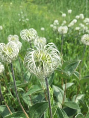 Clematis integrifolia