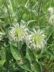 Clematis integrifolia