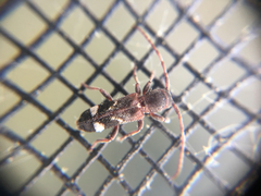 Psenocerus supernotatus