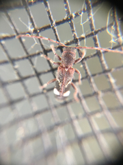 Psenocerus supernotatus