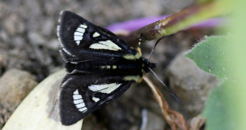 MacCulloch's Forester Moth
