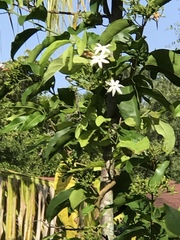 Jasminum fluminense