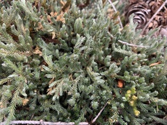 Selaginella wallacei